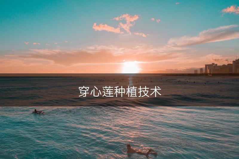 穿心莲种植技术(图1)