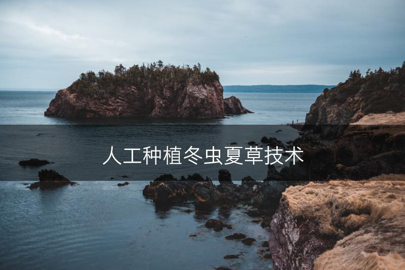 人工种植冬虫夏草技术(图1)