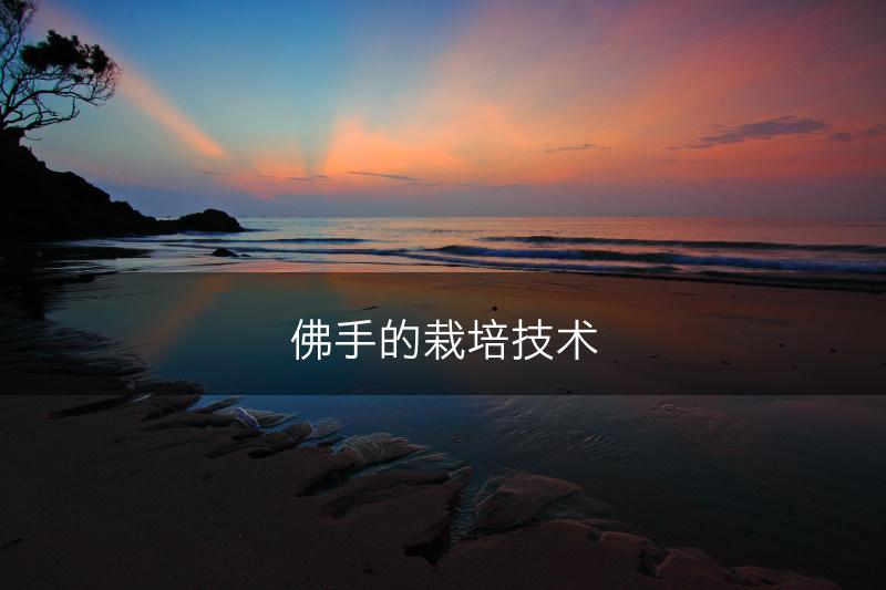 佛手的栽培技术(图1)