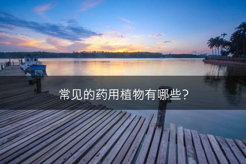 常见的药用植物有哪些？(图1)