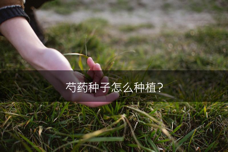 芍药种子怎么种植？(图1)