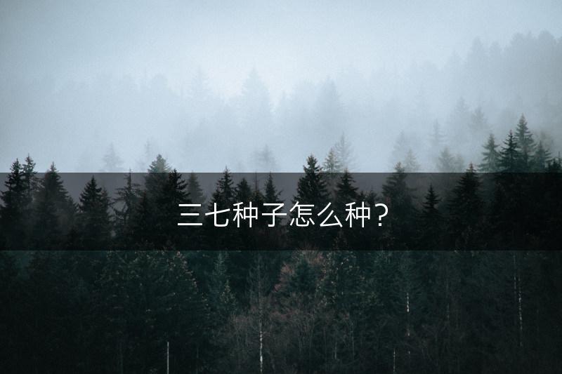 三七种子怎么种？(图1)