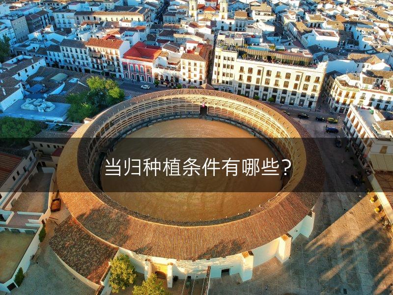 当归种植条件有哪些？(图1)