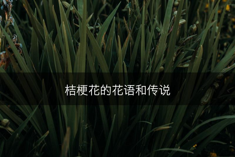 桔梗花的花语和传说(图1)