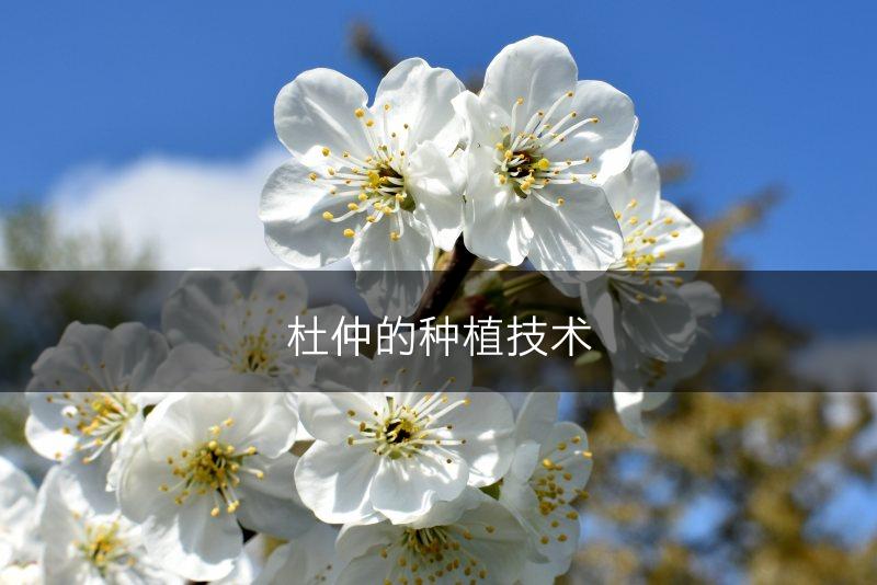 杜仲的种植技术(图1)