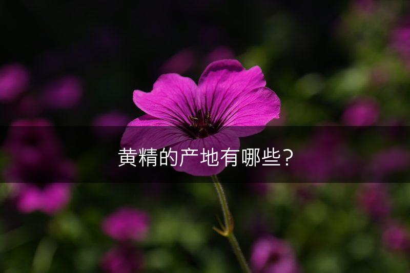 黄精的产地有哪些？(图1)