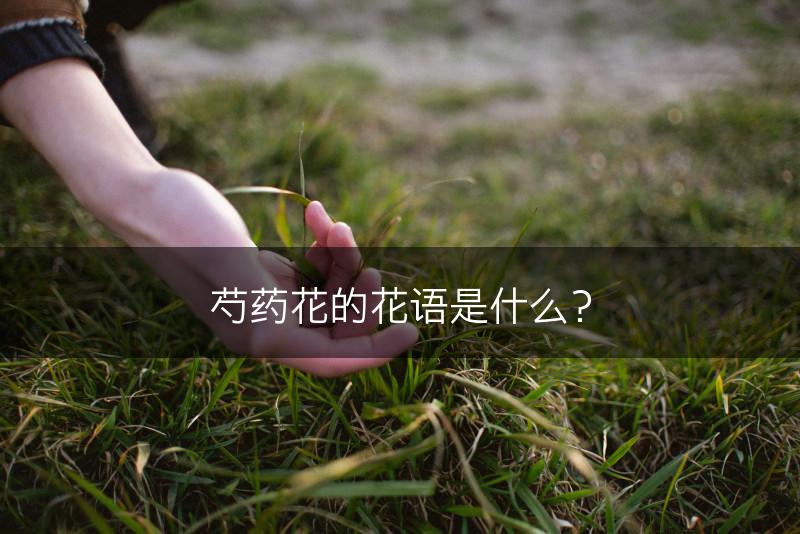 芍药花的花语是什么？(图1)
