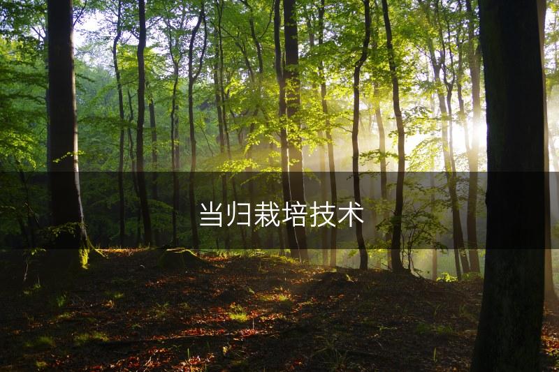 当归栽培技术(图1)