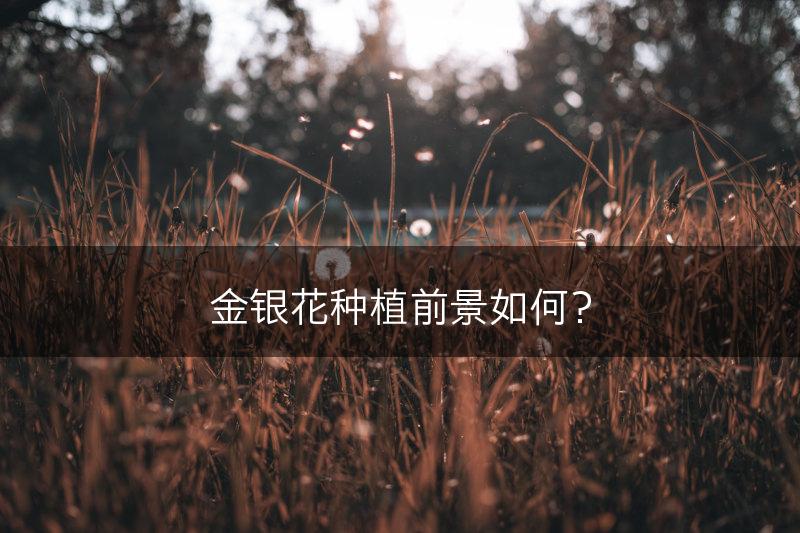 金银花种植前景如何？(图1)