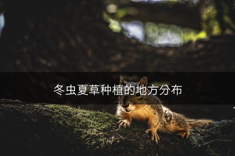 冬虫夏草种植的地方分布(图1)
