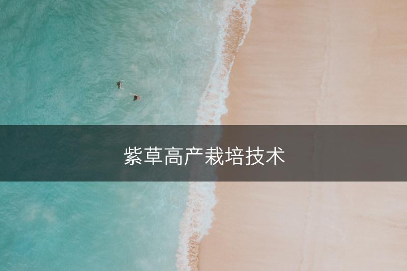 紫草高产栽培技术(图1)