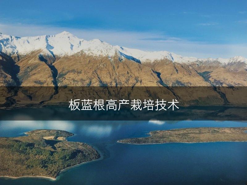 板蓝根高产栽培技术(图1)