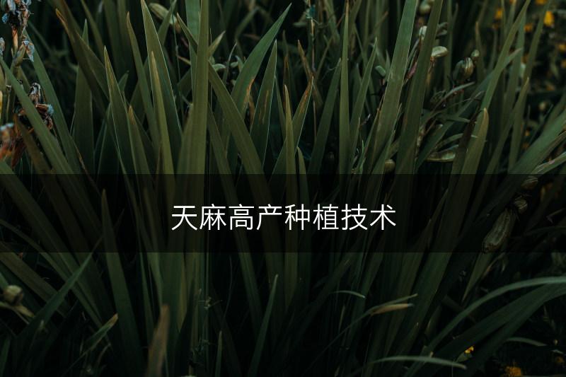 天麻高产种植技术(图1)
