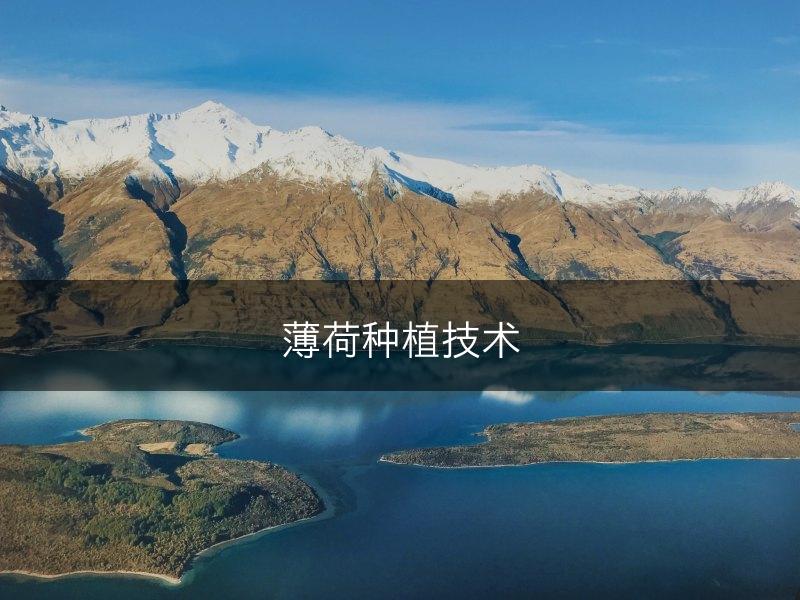 薄荷种植技术(图1)