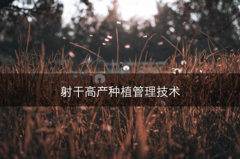 射干高产种植管理技术(图1)