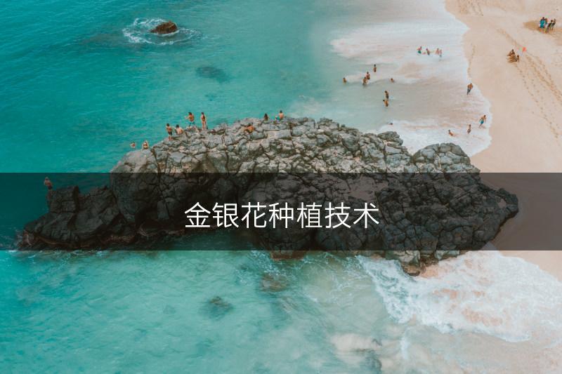 金银花种植技术(图1)