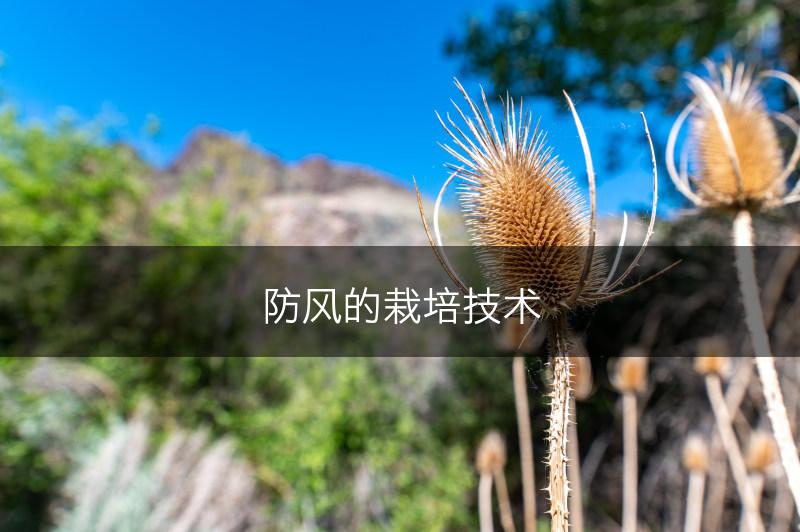 防风的栽培技术(图1)