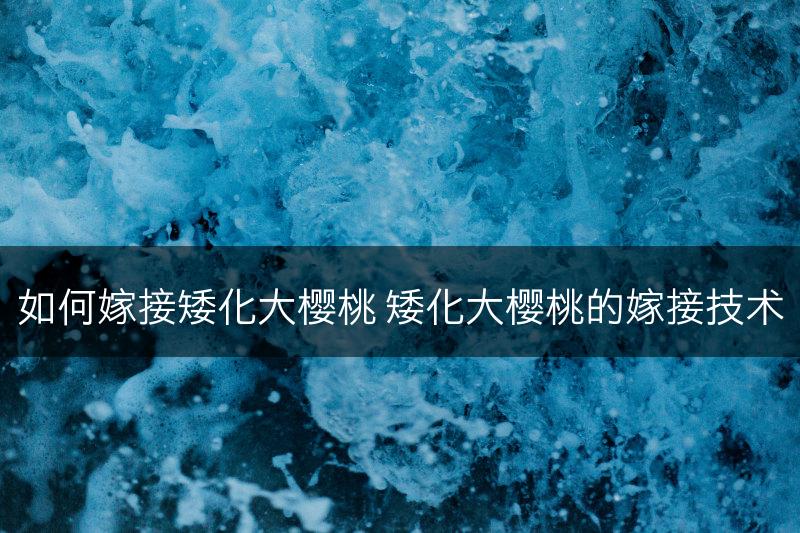 如何嫁接矮化大樱桃 矮化大樱桃的嫁接技术(图1)
