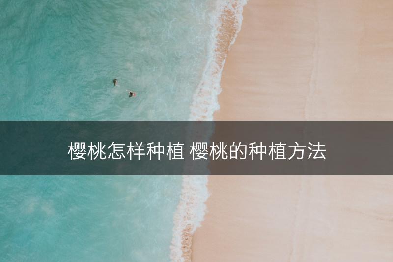 樱桃怎样种植 樱桃的种植方法(图1)