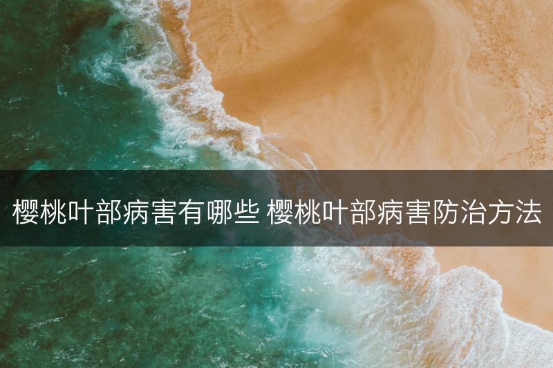 樱桃叶部病害有哪些 樱桃叶部病害防治方法(图1)