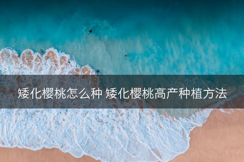 矮化樱桃怎么种 矮化樱桃高产种植方法(图1)