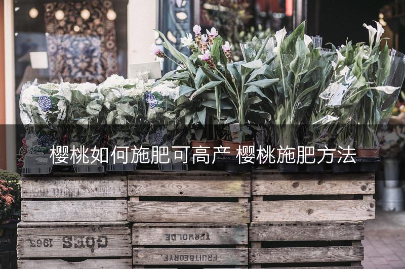 樱桃如何施肥可高产 樱桃施肥方法(图1)