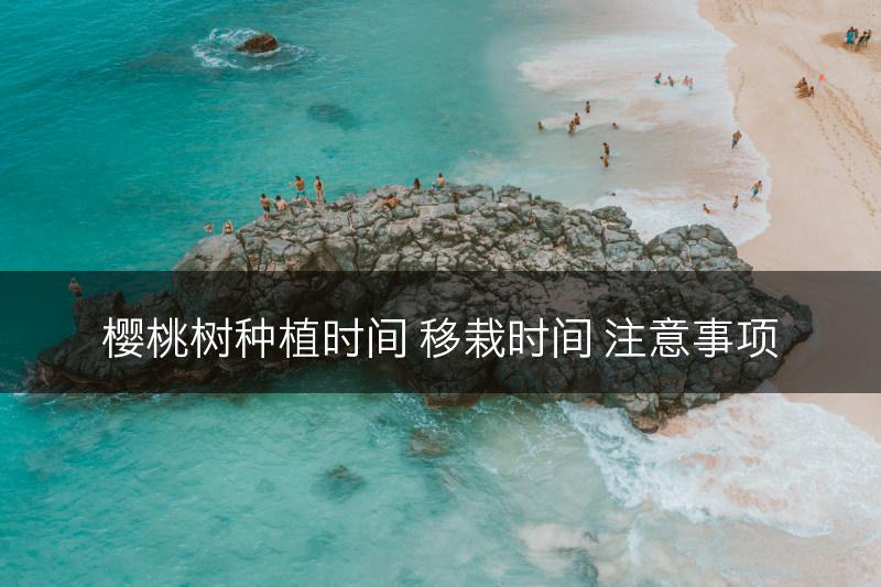 樱桃树种植时间 移栽时间 注意事项(图1)
