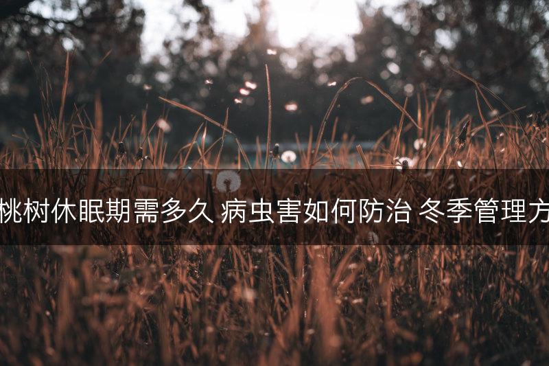 樱桃树休眠期需多久 病虫害如何防治 冬季管理方法(图1)