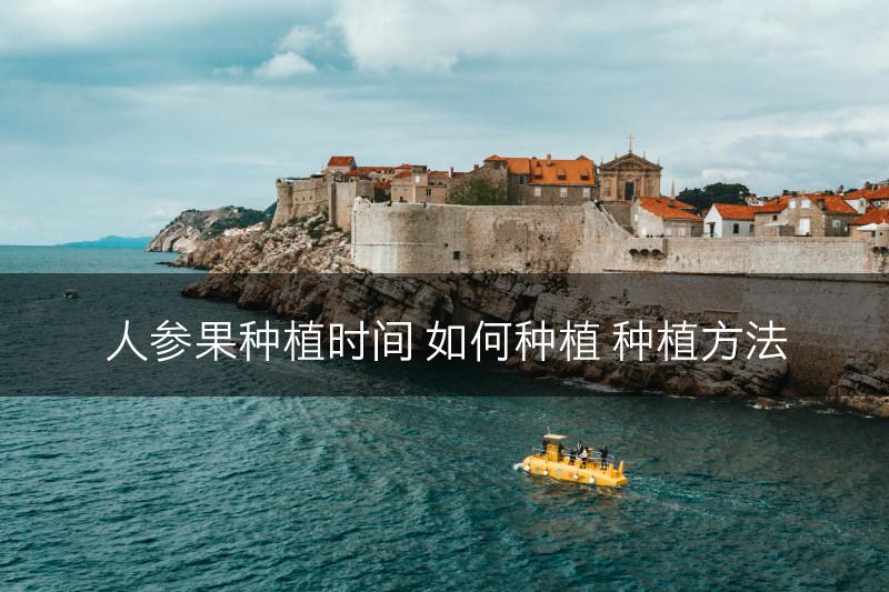 人参果种植时间 如何种植 种植方法(图1)