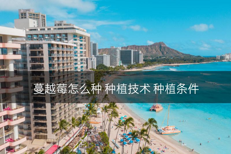蔓越莓怎么种 种植技术 种植条件(图1)