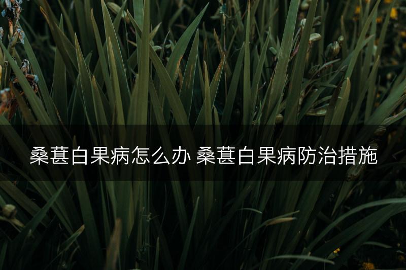 桑葚白果病怎么办 桑葚白果病防治措施(图1)