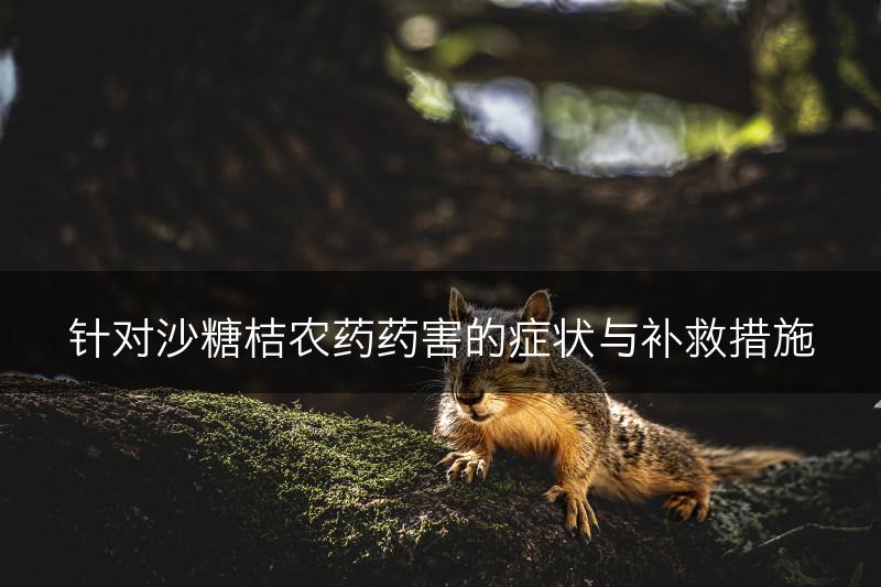 针对沙糖桔农药药害的症状与补救措施(图1)