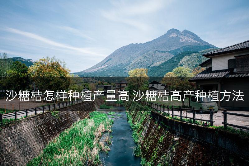 沙糖桔怎样种植产量高 沙糖桔高产种植方法(图1)