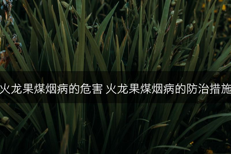 火龙果煤烟病的危害 火龙果煤烟病的防治措施(图1)