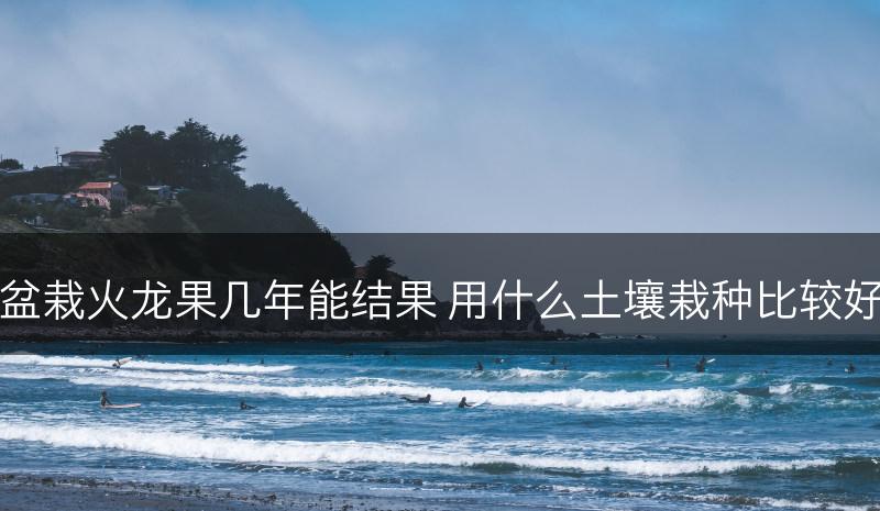 盆栽火龙果几年能结果 用什么土壤栽种比较好(图1)