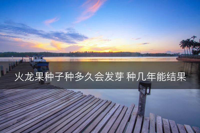 火龙果种子种多久会发芽 种几年能结果(图1)