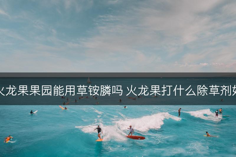 火龙果果园能用草铵膦吗 火龙果打什么除草剂好(图1)