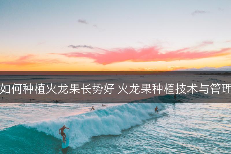 如何种植火龙果长势好 火龙果种植技术与管理(图1)