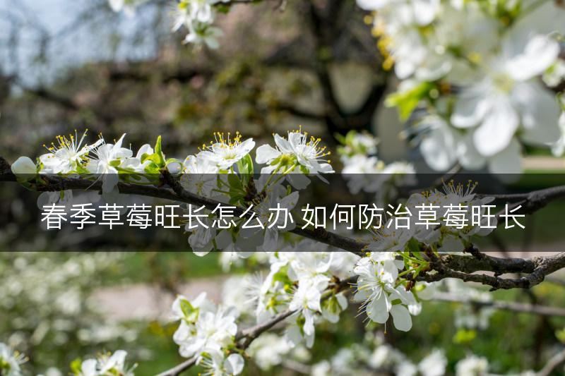春季草莓旺长怎么办 如何防治草莓旺长(图1)