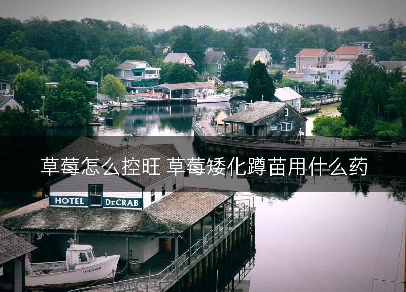 草莓怎么控旺 草莓矮化蹲苗用什么药(图1)