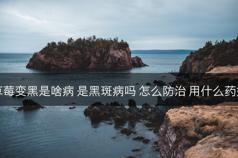 草莓变黑是啥病 是黑斑病吗 怎么防治 用什么药好(图1)