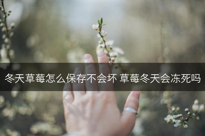 冬天草莓怎么保存不会坏 草莓冬天会冻死吗(图1)