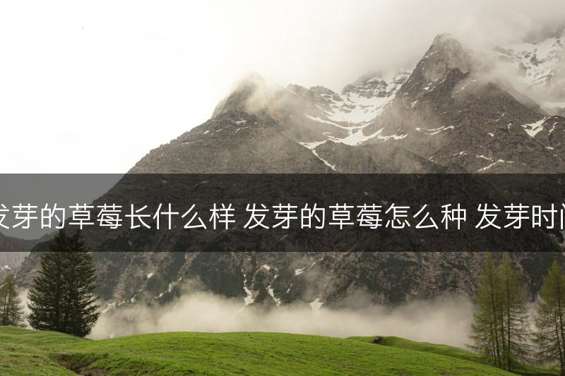 发芽的草莓长什么样 发芽的草莓怎么种 发芽时间(图1)