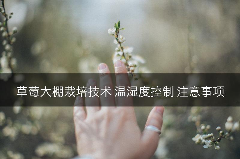 草莓大棚栽培技术 温湿度控制 注意事项(图1)