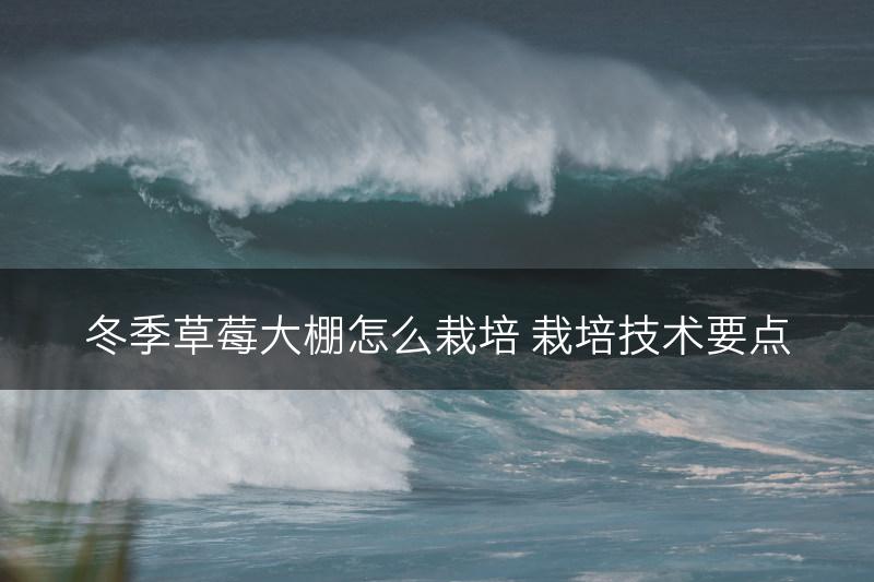 冬季草莓大棚怎么栽培 栽培技术要点(图1)
