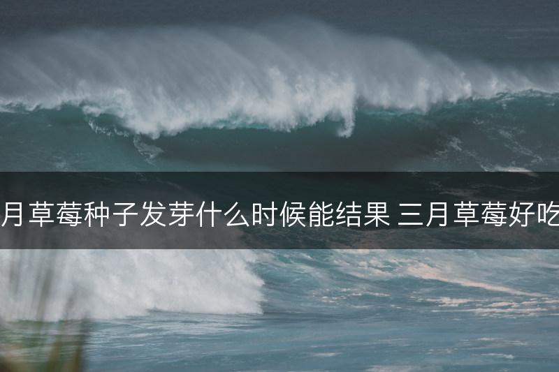 三月草莓种子发芽什么时候能结果 三月草莓好吃吗(图1)
