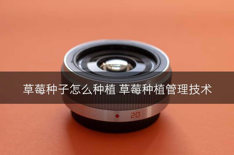 草莓种子怎么种植 草莓种植管理技术(图1)