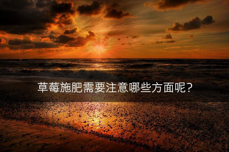 草莓施肥需要注意哪些方面呢？(图1)