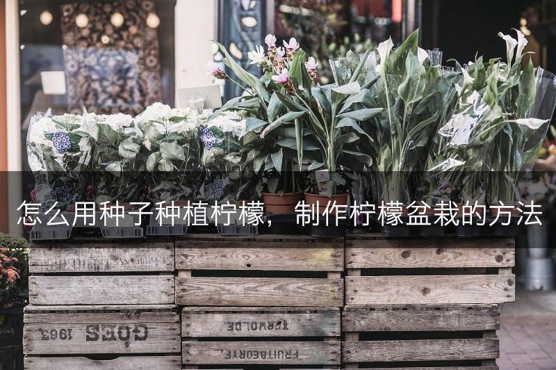 怎么用种子种植柠檬，制作柠檬盆栽的方法(图1)