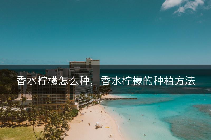 香水柠檬怎么种，香水柠檬的种植方法(图1)